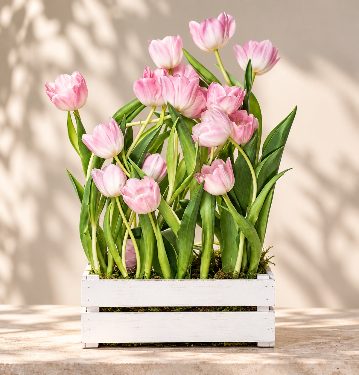 Tulipa